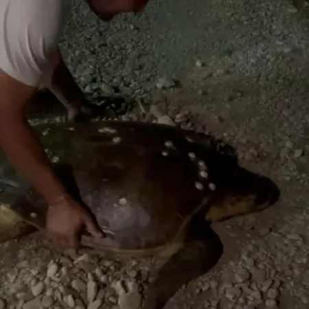 Blue In Borsh, Vlore Kemp Borsh